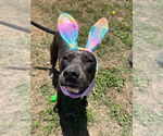 Small #12 American Pit Bull Terrier-Labrador Retriever Mix