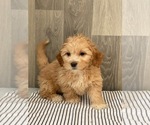 Small Photo #4 ShihPoo Puppy For Sale in SENECA FALLS, NY, USA