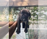 Small Photo #11 Cane Corso Puppy For Sale in NORTHRIDGE, CA, USA