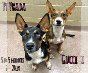 Australian Kelpie-Unknown Mix Dogs for adoption in Woodbury, NY, USA