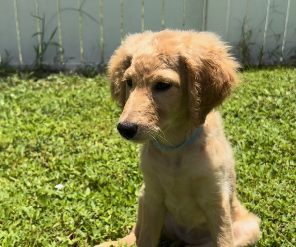 Medium Photo #3 Goldendoodle Puppy For Sale in CAPE CORAL, FL, USA