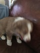 Small Photo #10 Australian Shepherd Puppy For Sale in GILMER, TX, USA