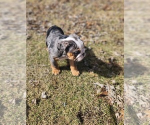 English Bulldog Puppy for sale in AKRON, OH, USA
