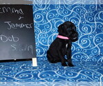 Small Photo #7 Great Dane Puppy For Sale in LAKE CITY, FL, USA