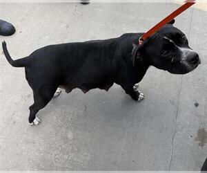 Staffordshire Bull Terrier Dogs for adoption in Houston, TX, USA