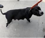 Small Staffordshire Bull Terrier