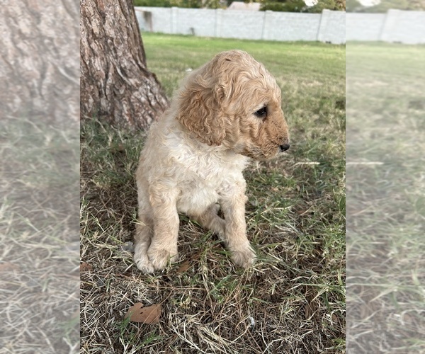 Medium Photo #4 Poodle (Standard) Puppy For Sale in QUEEN CREEK, AZ, USA