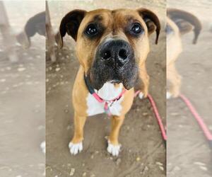 Boxer Dogs for adoption in Santa Barbara, CA, USA