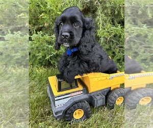 Cocker Spaniel Puppy for sale in MIDDLEBURY, IN, USA