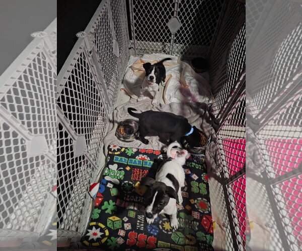 Medium Photo #4 Labrador Retriever-Unknown Mix Puppy For Sale in Sanford, FL, USA