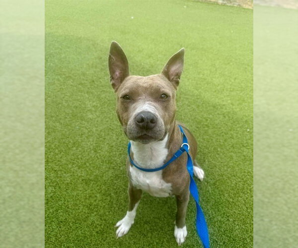 Medium Photo #2 Mutt Puppy For Sale in Fayetteville, NC, USA