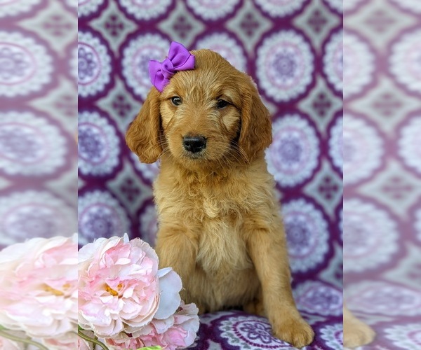 Medium Photo #1 Goldendoodle Puppy For Sale in QUARRYVILLE, PA, USA