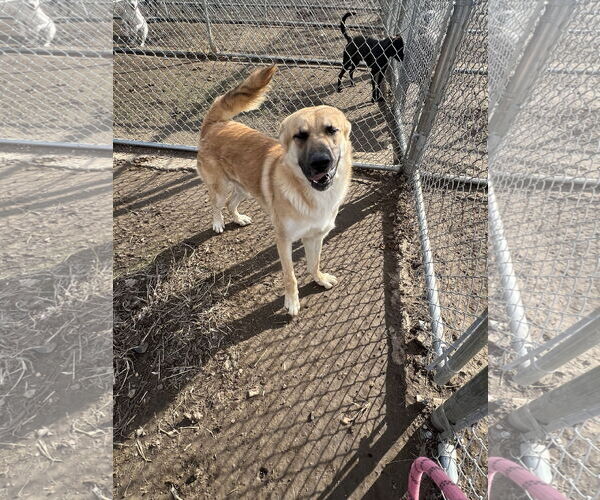 Medium Photo #2 Mutt Puppy For Sale in Pryor, OK, USA