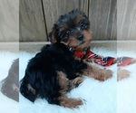 Small Photo #3 Yorkshire Terrier Puppy For Sale in CARTHAGE, TX, USA
