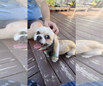 Small Shih Tzu Mix