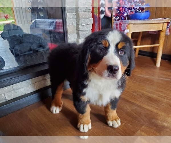 Medium Photo #3 Bernese Mountain Dog Puppy For Sale in BLACK FOREST, CO, USA