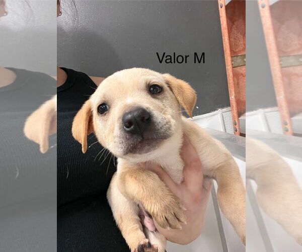 Medium Photo #1 Mutt Puppy For Sale in Studio City, CA, USA