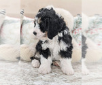 Small Photo #3 Miniature Bernedoodle Puppy For Sale in NORTH LAWRENCE, OH, USA