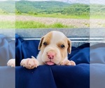 Small Photo #3 Catahoula Leopard Dog-Unknown Mix Puppy For Sale in YELLVILLE, AR, USA