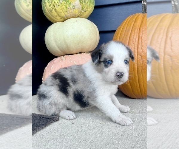 Medium Photo #3 Australian Shepherd Puppy For Sale in LODA, IL, USA