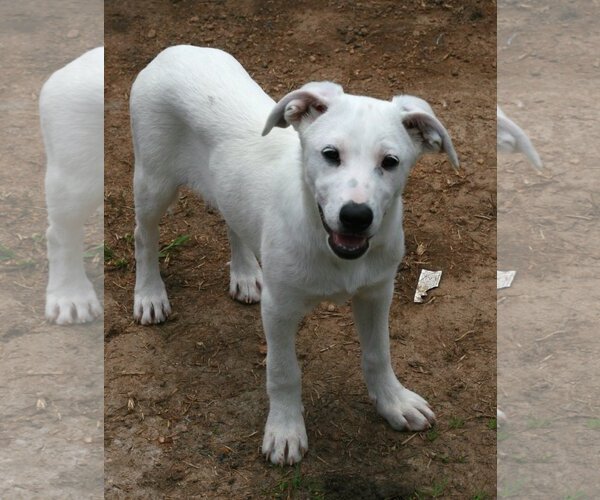 Medium Photo #8 Shepradors Puppy For Sale in Attalka, AL, USA