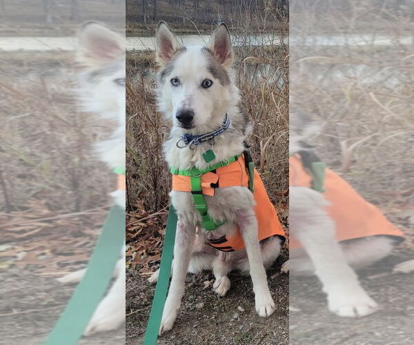 Medium Photo #1 Siberian Husky Puppy For Sale in Clarkston, MI, USA