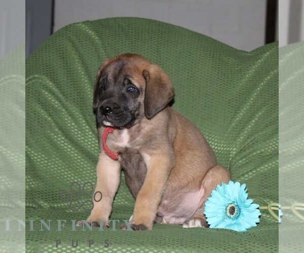 Medium Photo #2 Mastiff Puppy For Sale in RED LION, PA, USA