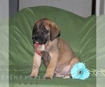Small #1 Mastiff