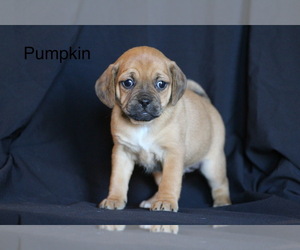 Puggle Puppy for sale in DILLWYN, VA, USA