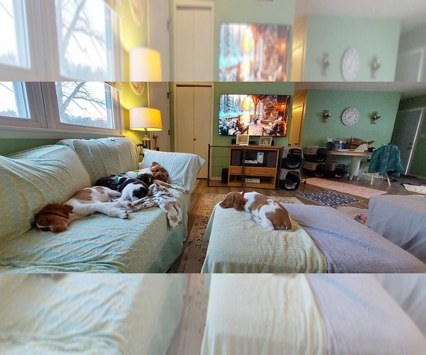 Medium Photo #20 Brittany Puppy For Sale in SOMERSET, OH, USA