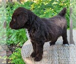 Small #9 F2 Aussiedoodle