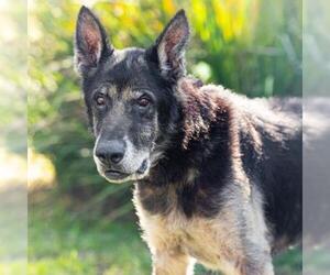 German Shepherd Dog Dogs for adoption in Camarillo, CA, USA