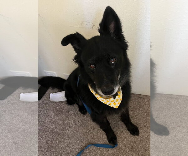 Medium Photo #1 Chow Chow-Unknown Mix Puppy For Sale in Davis, CA, USA