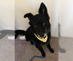Small Chow Chow Mix