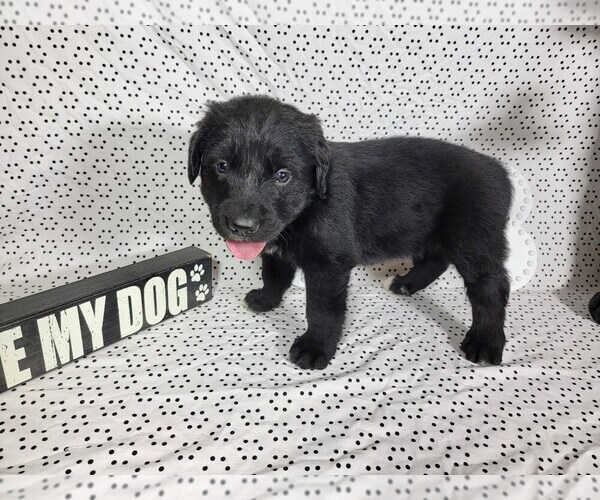 Medium Photo #36 Golden Mountain Dog Puppy For Sale in BLACK FOREST, CO, USA