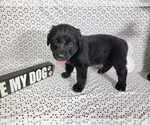 Small #3 Golden Mountain Dog