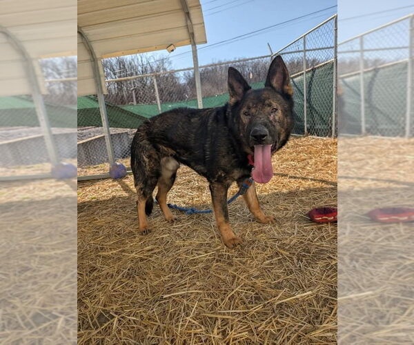 Medium Photo #4 German Shepherd Dog Puppy For Sale in Evansville, IN, USA