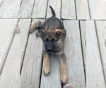Small Photo #27 German Shepherd Dog Puppy For Sale in COLUMBIA, MO, USA