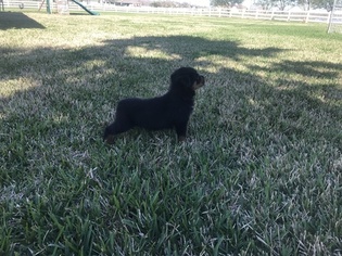 Rottweiler Puppy for sale in RICHMOND, TX, USA