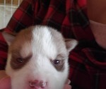 Small Photo #4 Siberian Husky Puppy For Sale in SALEM, IL, USA