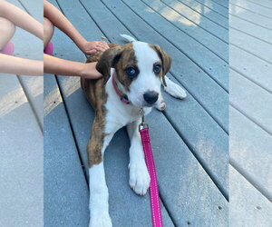 Boxer Dogs for adoption in Dumont, NJ, USA