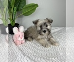 Small Photo #3 Schnauzer (Miniature) Puppy For Sale in FRANKLIN, IN, USA