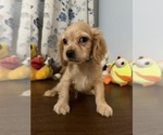 Small #10 Cocker Spaniel