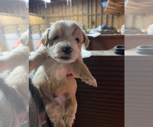 Morkie Puppy for sale in WHITE OAK, GA, USA