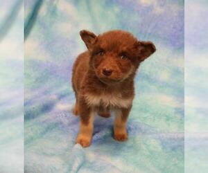 Mutt Dogs for adoption in Thief River Falls, MN, USA
