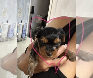 Yorkshire Terrier Puppy for Sale in PGH, Pennsylvania USA