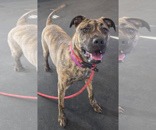 Medium Photo #3 Mutt Puppy For Sale in Clarkston, MI, USA