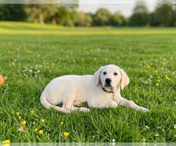 Medium Photo #1 Labrenees Puppy For Sale in Genesee, WI, USA