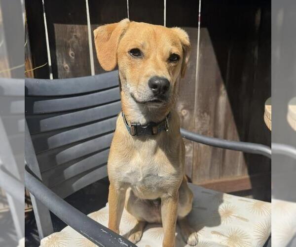 Medium Photo #19 Miniature Pinscher-Unknown Mix Puppy For Sale in San Diego, CA, USA