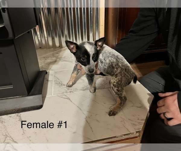 Medium Photo #1 Australian Cattle Dog Puppy For Sale in SNOHOMISH, WA, USA